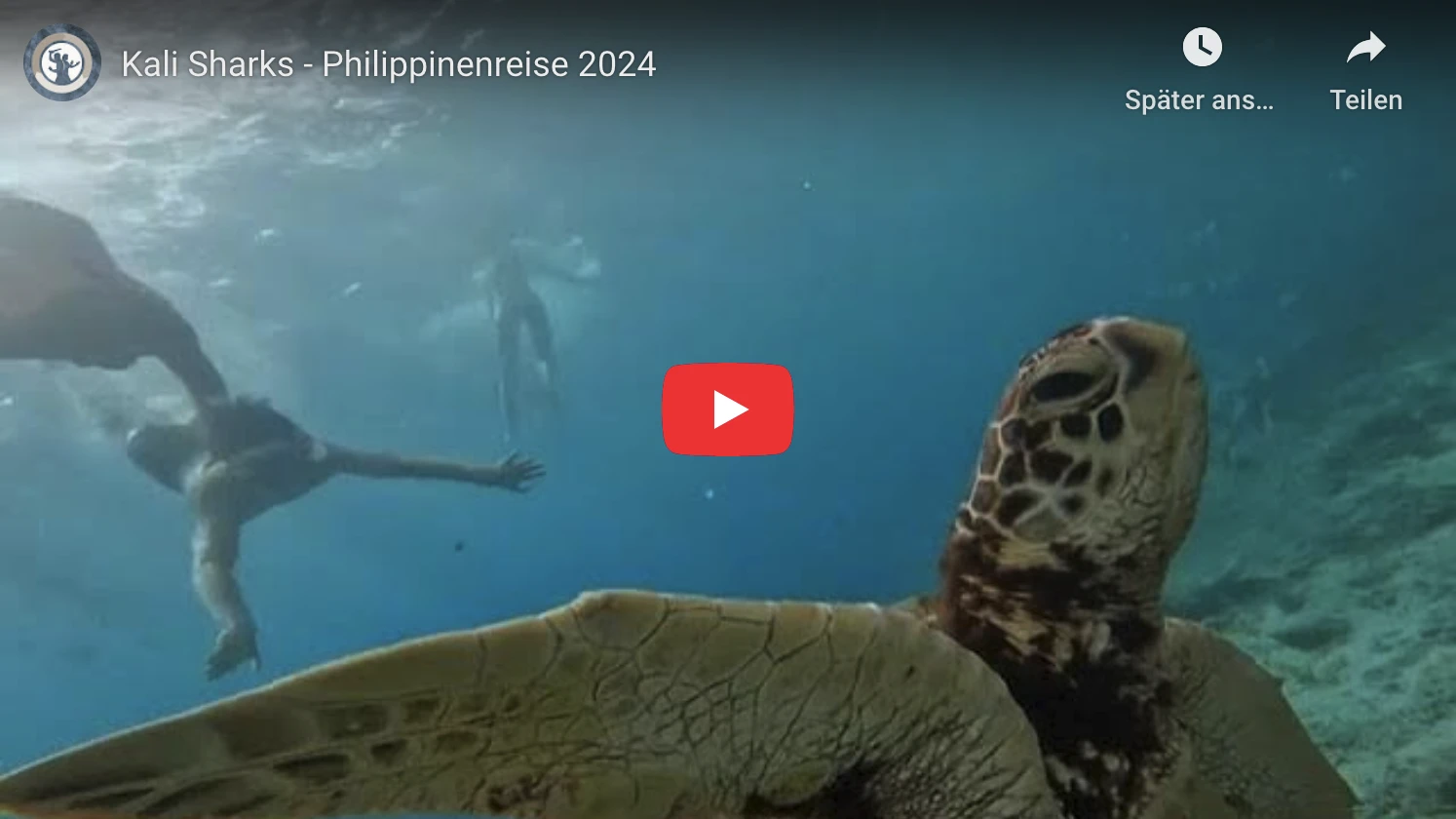Kali Sharks Video-Vorschaubild Philippinenreise 2024